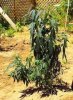 june9, White Widow.jpg