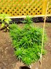 june15, Durban P + U.K. Cheese.jpg
