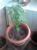 IMG_20131107_093743.jpg