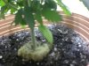 yellow bottem leaf.JPG