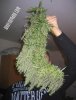branch.jpg