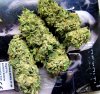SKYOGKUSH1.jpg SKYOGKUSH1.jpg