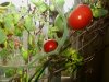 tomatos.JPG