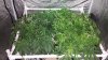 IMG_20140621_102242.jpg