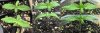weeds.jpg weeds.jpg