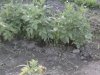 garden4.jpg