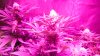 HydroGrowLEDS 189x Day 30 Jamaican dream Bubblegummer 008.JPG