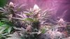 HydroGrowLEDS 189x Day 30 Jamaican dream Bubblegummer 009.JPG