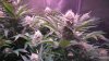 HydroGrowLEDS 189x Day 30 Jamaican dream Bubblegummer 010.JPG