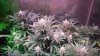 HydroGrowLEDS 189x Day 30 Jamaican dream Bubblegummer 011.JPG