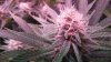 HydroGrowLEDS 189x Day 30 Jamaican dream Bubblegummer 016.JPG