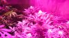 HydroGrowLEDS 189x Day 30 Jamaican dream Bubblegummer 022.JPG