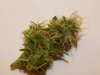 DSCN5189.jpg