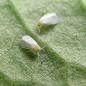 whitefly.jpg