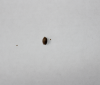 cheese seed.png