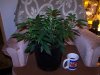 Flowering 8 days.JPG