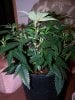 Flowering 8 days 2.JPG