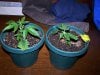 Clones just started.JPG