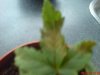 DSC00722.jpg