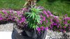 20140627_125337.jpg 20140627_125337.jpg