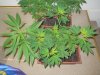 DSCN0724.JPG