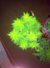 plant #1.JPG