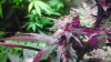 Day37ofFlowerHydroGro2189x 013.JPG