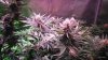 Day37ofFlowerHydroGro2189x 015.JPG