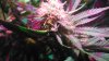 Day37ofFlowerHydroGro2189x 018.JPG