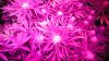 Day37ofFlowerHydroGro2189x 021.JPG