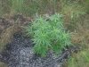 100_1672.JPG