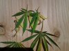 leaf it to them - Copy.jpg