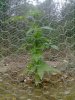 plant.jpg
