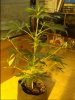 super sour kush.JPG super sour kush.JPG
