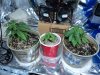 DSC00558.JPG