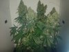 NL#5 x Haze.jpg