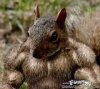 body-build-squirrel-300x268.jpg