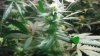 Day 25 green crack and day 44 hydrogrow 006.JPG