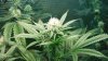 Day 25 green crack and day 44 hydrogrow 007.JPG