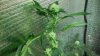 Day 25 green crack and day 44 hydrogrow 008.JPG