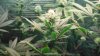 Day 25 green crack and day 44 hydrogrow 009.JPG