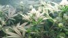 Day 25 green crack and day 44 hydrogrow 010.JPG