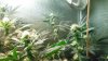Day 25 green crack and day 44 hydrogrow 011.JPG
