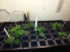 1st-Clones_07072014.jpg