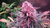 Day 47 of flower and day 29 009.JPG