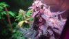 Day 47 of flower and day 29 011.JPG