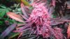 Day 47 of flower and day 29 020.JPG