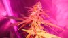 Day 47 of flower and day 29 027.JPG