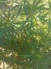 CAM05286.jpg