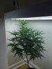 IMG_0197.JPG